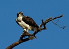 Osprey-0163.jpg