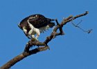 Osprey-0164.jpg