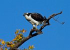 Osprey-0167.jpg