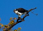 Osprey-0168.jpg