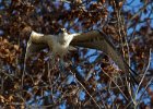 Osprey-0178.jpg