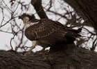 Osprey-0179.jpg