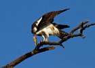 Osprey-0180.jpg