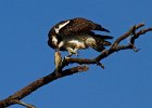 Osprey-0181.jpg
