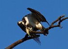 Osprey-0182.jpg