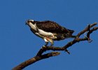 Osprey-0183.jpg