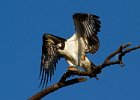 Osprey-0184.jpg