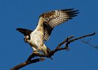Osprey-0185.jpg
