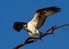 Osprey-0186.jpg