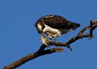 Osprey-0187.jpg