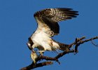 Osprey-0188.jpg