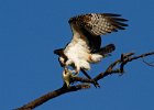 Osprey-0189.jpg