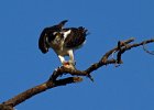 Osprey-0190.jpg