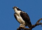 Osprey-0191.jpg