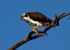 Osprey-0193.jpg