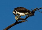 Osprey-0194.jpg