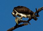 Osprey-0195.jpg