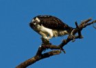 Osprey-0196.jpg