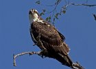 Osprey-0243.jpg