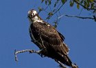 Osprey-0244.jpg