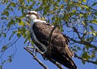 Osprey-0245.jpg