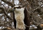 Osprey-0249.jpg