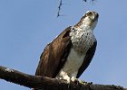 Osprey-0251.jpg