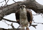 Osprey-0252.jpg