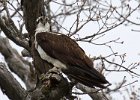 Osprey-0253.jpg