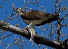 Osprey-0254.jpg