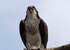 Osprey-0257.jpg