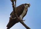Osprey-0259.jpg