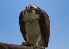 Osprey-0260.jpg