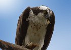 Osprey-0261.jpg