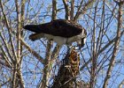 Osprey-0264.jpg