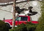 Osprey-0265.jpg