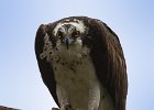 Osprey-0267.jpg