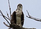 Osprey-0275.jpg