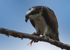 Osprey-0276.jpg