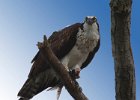 Osprey-0278.jpg