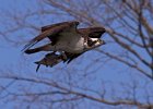 Osprey-0295.jpg