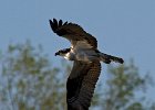 Osprey-0297.jpg