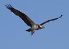 Osprey-0298.jpg