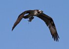 Osprey-0299.jpg