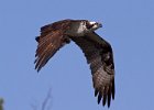 Osprey-0300.jpg