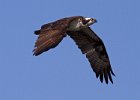 Osprey-0301.jpg