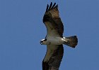Osprey-0302.jpg