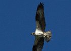 Osprey-0303.jpg
