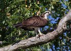 Osprey-0304.jpg