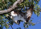 Osprey-0305.jpg